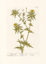 Distaff Thistle