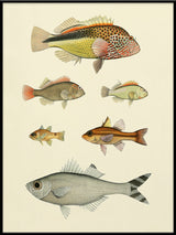 Fishes