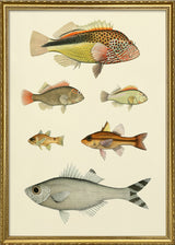 Fishes