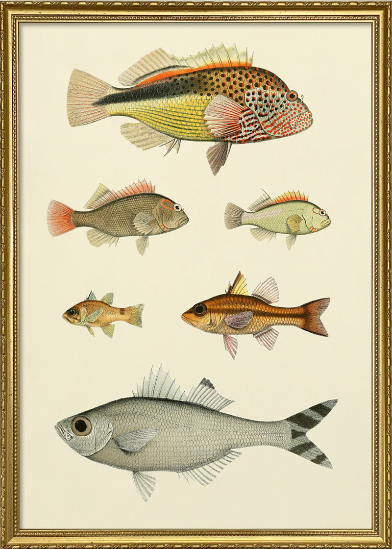 Fishes