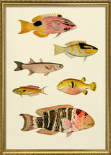 The Fishes