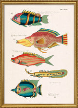 Poissons Colorés Quatre