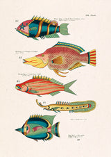 Poissons Colorés Quatre