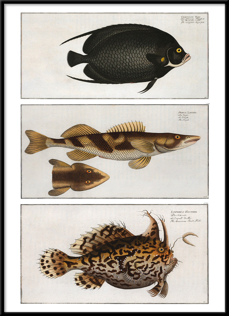 Angelfish, Zingel and Toadfish