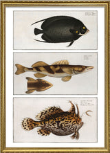 Angelfish, Zingel and Toadfish