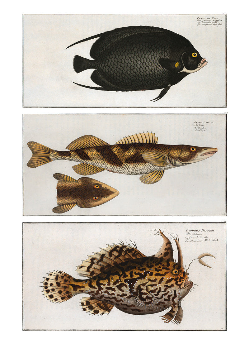 Angelfish, Zingel and Toadfish