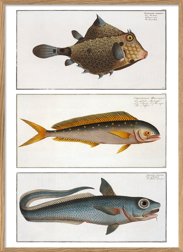 Turret-Porter, Dolphinfish and Macrourus