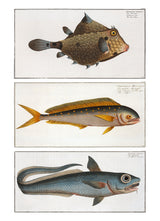 Turret-Porter, Dolphinfish and Macrourus