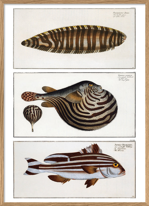 Zebrias, Globefish and Diagramma