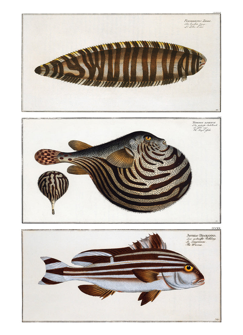 Zebrias, Globefish and Diagramma