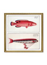 Giant Oarfish and Red Wrasse