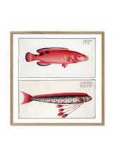 Giant Oarfish and Red Wrasse