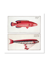 Giant Oarfish and Red Wrasse