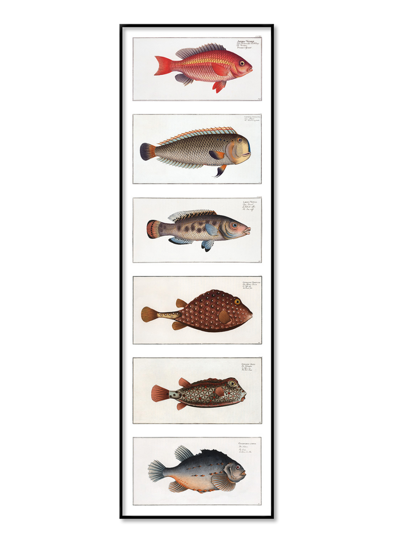 Fish beauties 1.