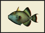 Trigger Fish