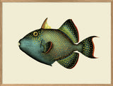 Trigger Fish