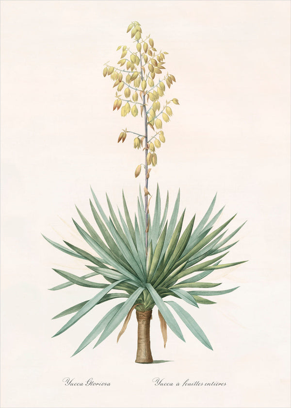 Yucca Gloriosa