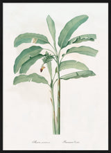 Musa Paradisiaca