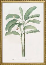 Musa Paradisiaca
