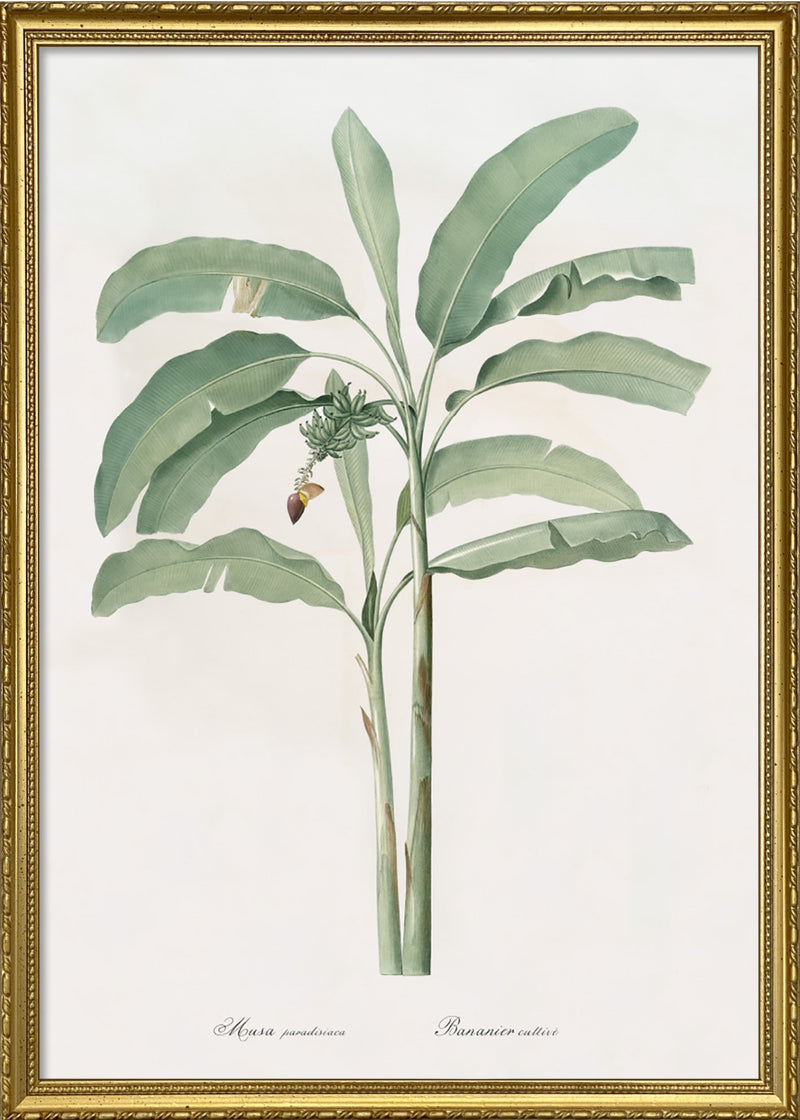 Musa Paradisiaca