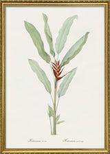 Helicona Humilis