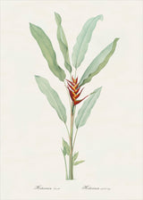 Helicona Humilis
