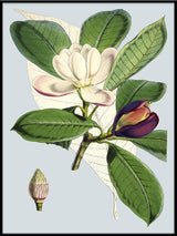 Talauma Hodgsoni