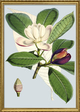 Talauma Hodgsoni