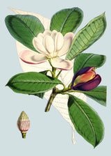 Talauma Hodgsoni