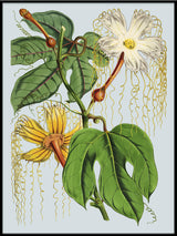 Hodsgonia White And Yellow Flower