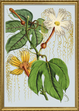 Hodsgonia White And Yellow Flower