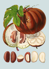Hodgsonia Heteroclita II