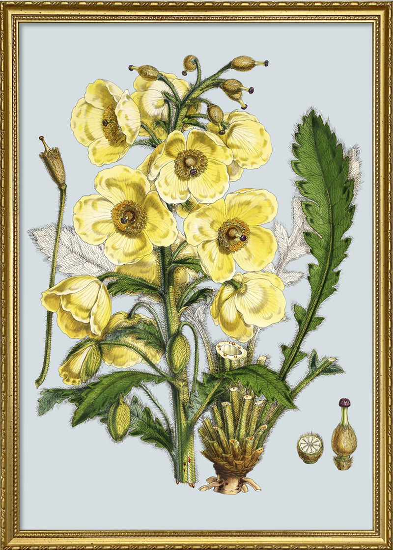 Yellow Flower