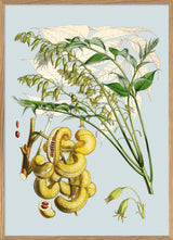 Decaisnea Insignis