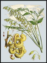 Decaisnea Insignis