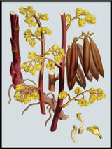Cyrtosia Lindleyana