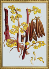 Cyrtosia Lindleyana