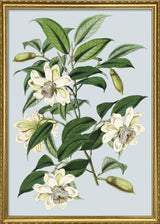 White Magnolia Cathcartii