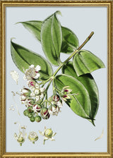 Duabanga Grandiflora