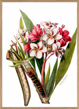 Le Frangipanier