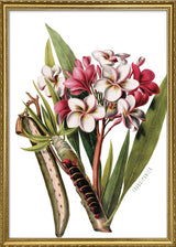 Le Frangipanier