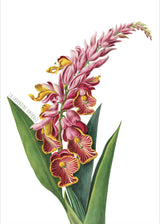 La Lavandine Amornée