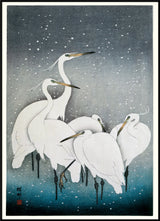 Snowy Herons