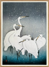 Snowy Herons