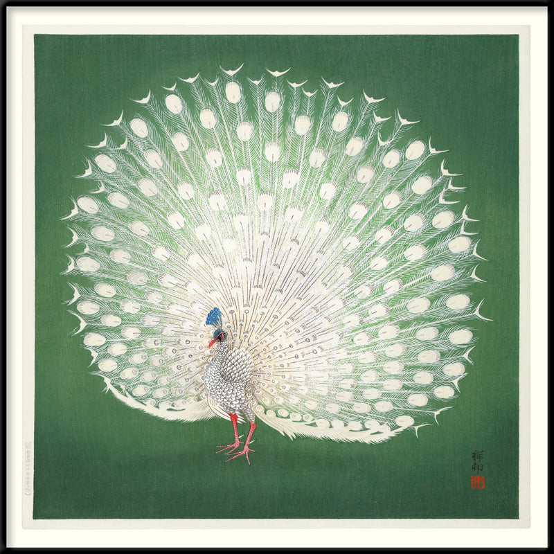 Peacock on Green