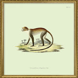 Monkey no 1