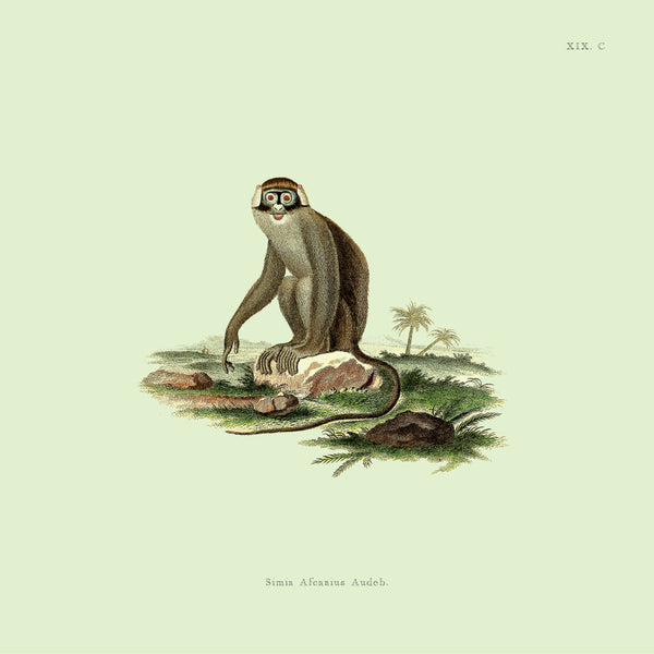 Monkey no 2