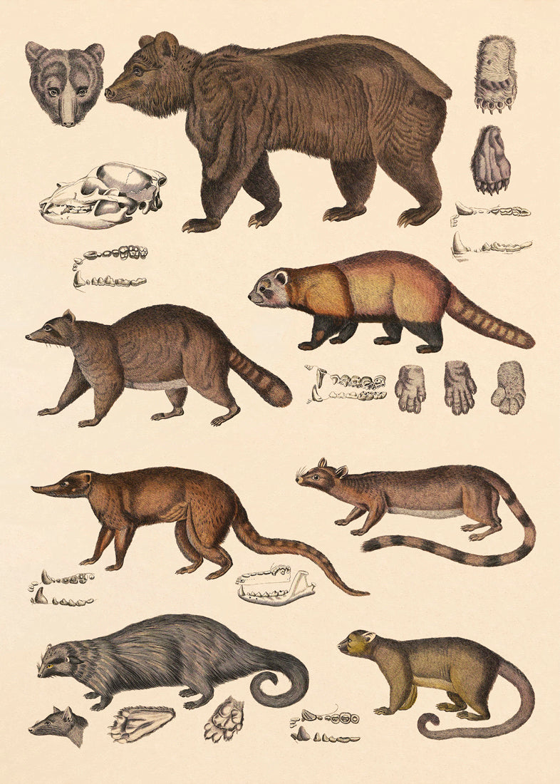 Bear and Friends