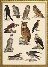 Owl and Friends