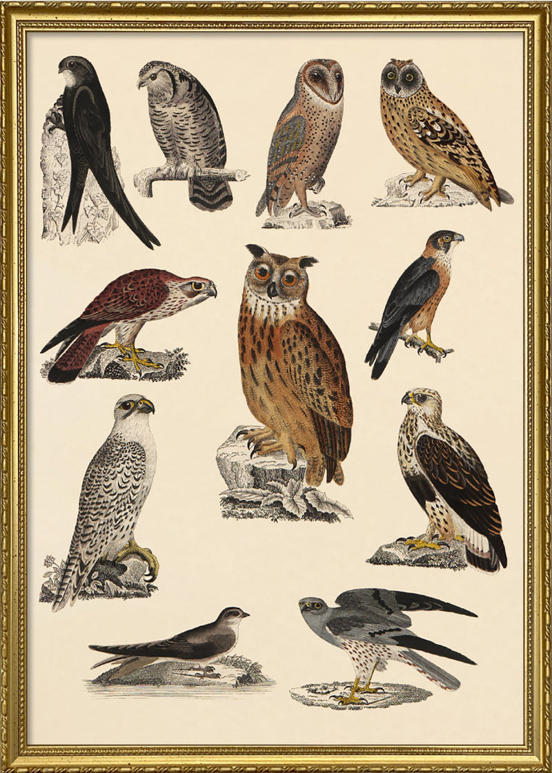 Owl and Friends